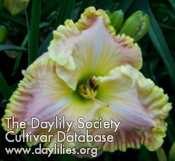 Daylily Timber Man